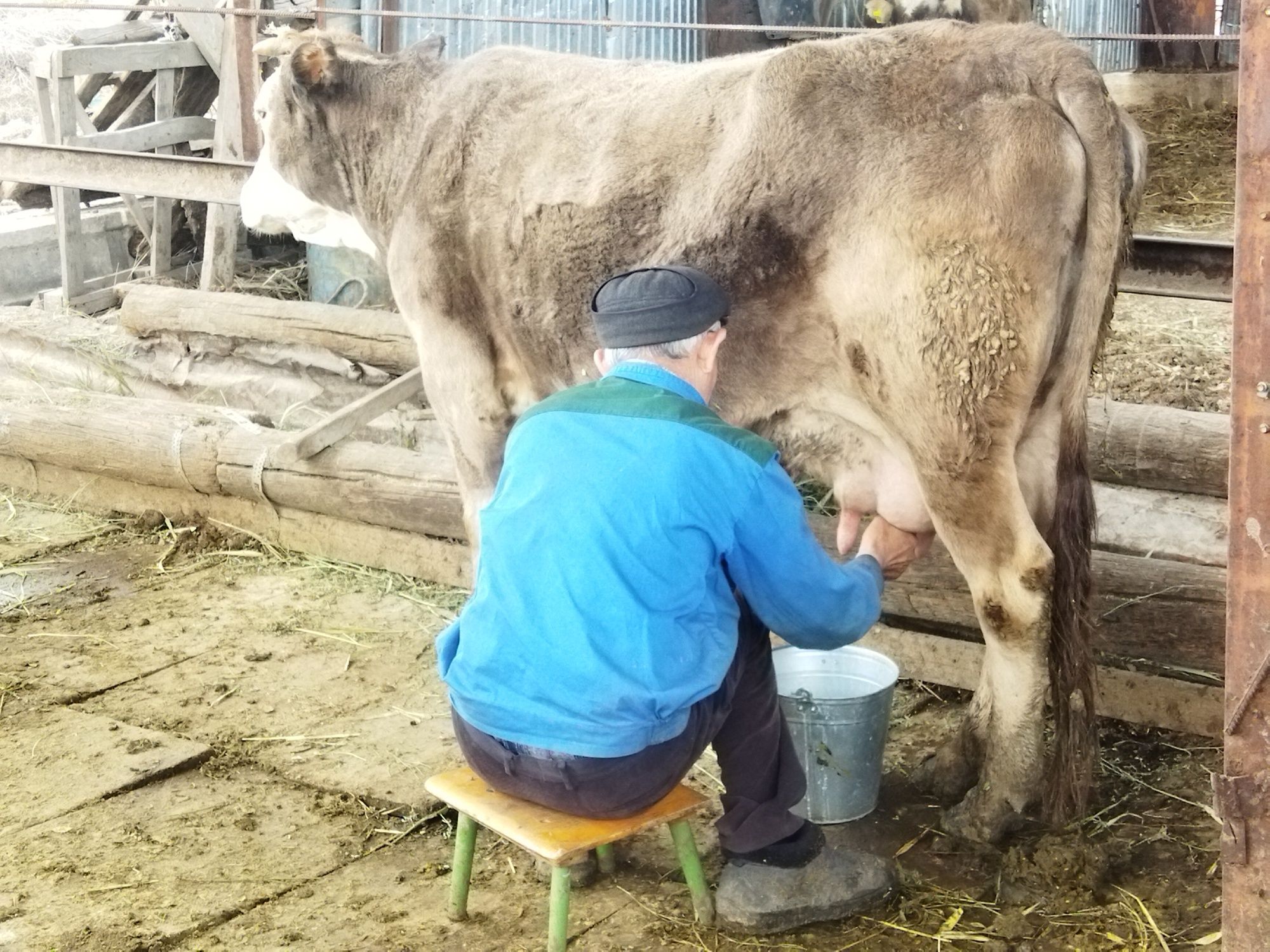 Коровье молоко оптом и розницу