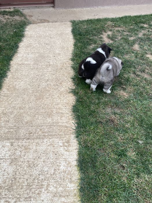 Donez catei akita american