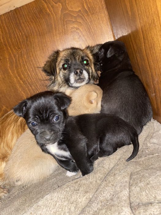 Cățelușe spre adopție