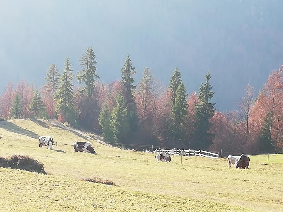 Teren intravilan Alba - Scarisoara