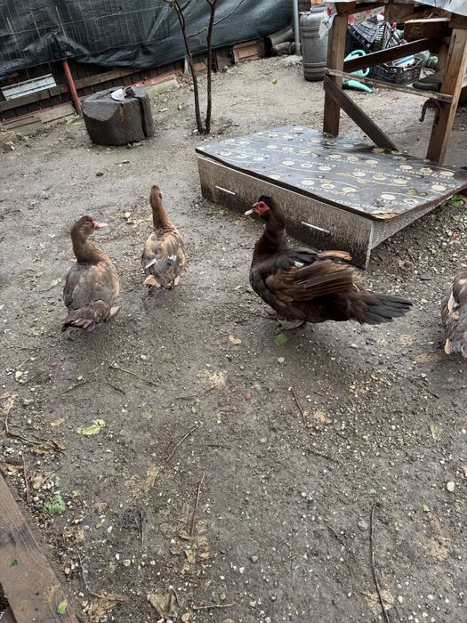 Familie de rate lesesti