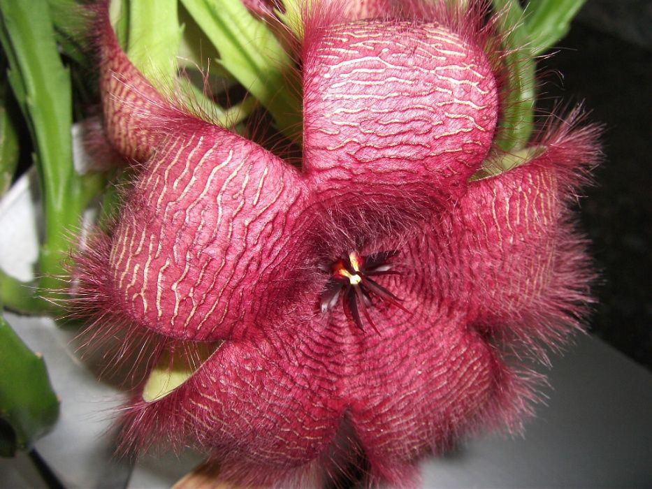 Продам цветущую стапелию,похожую на морскую звезду.