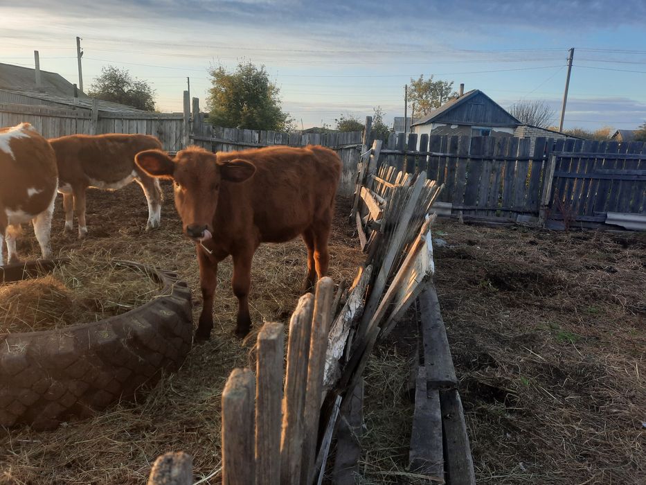 теленок нынешней телочка и бычек