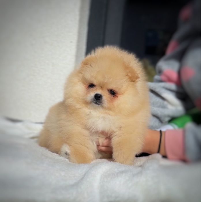 Fetita pomeranian mini/toy!