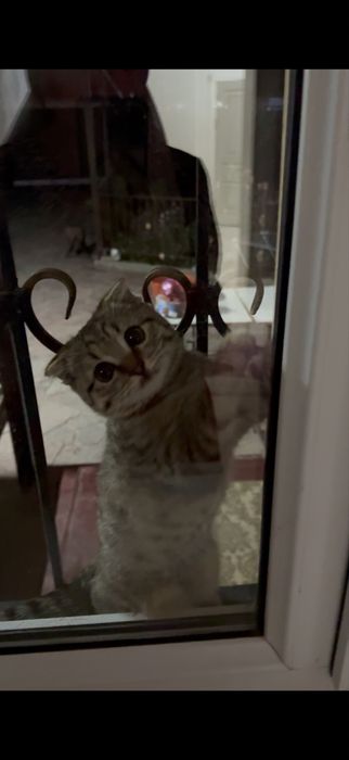 Котенок шотландская вислоуха