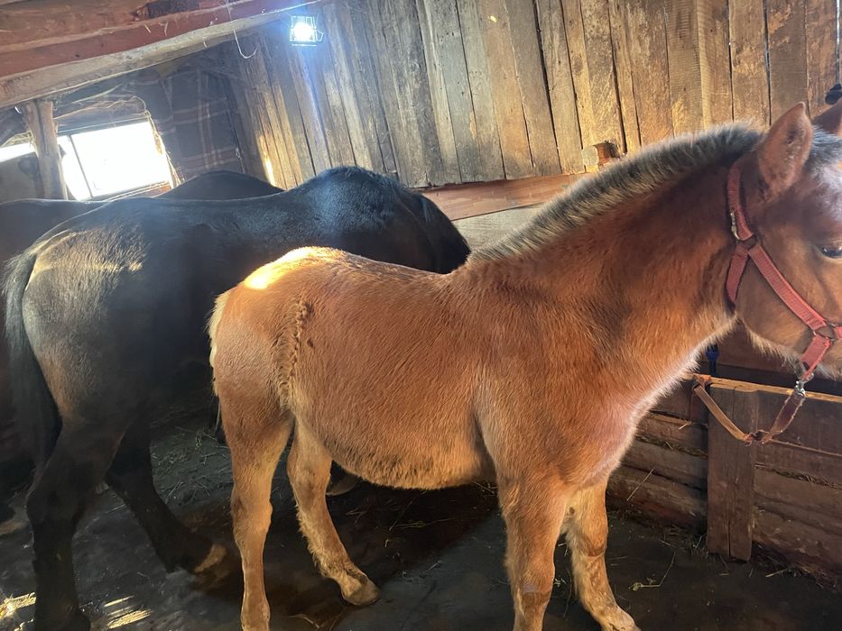 Manză blonda de vanzare