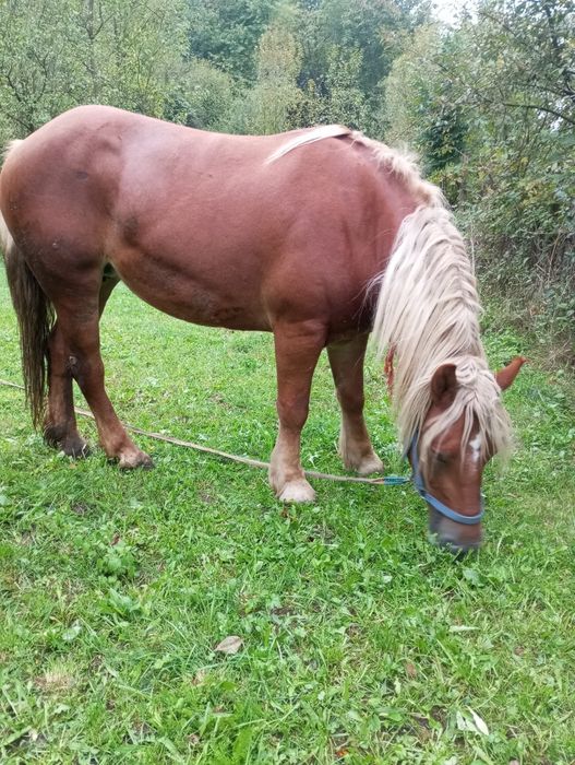 Vând iapă de 3 pe 4 ani gestantă în 3 luni curată la picioare detalii