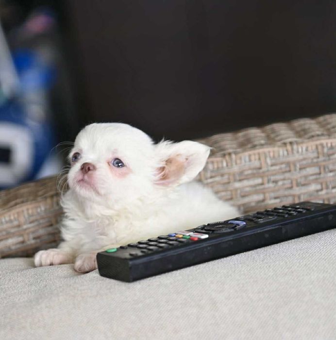 Мъжко дългокосместо мини чихуахуа