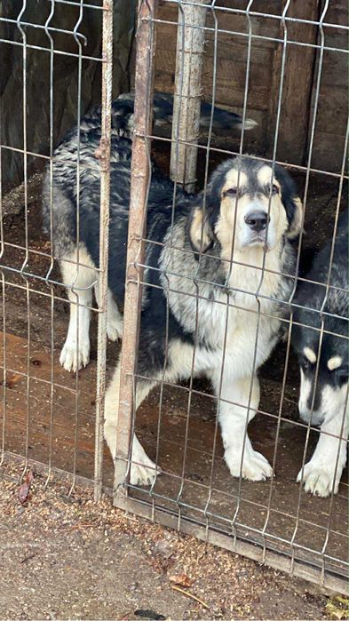 Mascul 5 luni Ciobanesc Romanesc din Bucovina