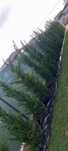 Leylandii 1.5m - 4m gard viu verde veșnic, gazon rulou sport !