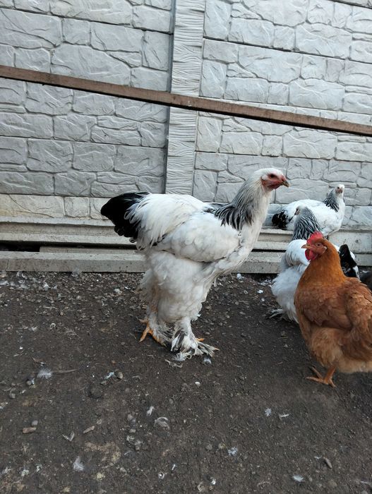 Vând cocos brahma hd