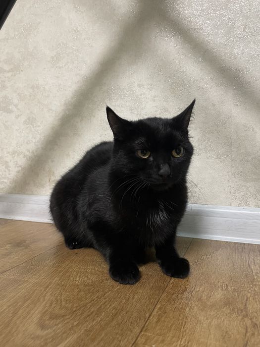 Отдам кота добрые руки