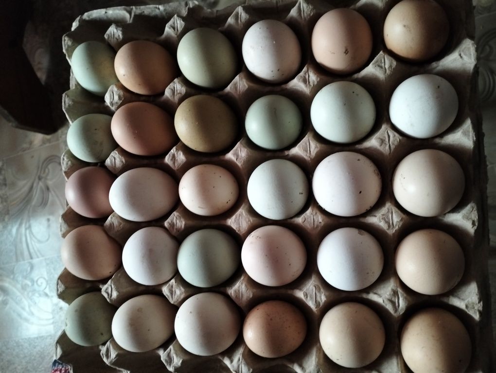 Продам куриные яйца на инкубацию.
