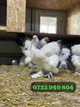 Pui de o zi oua de incubat gaini de rasa brahma Australorp Bresse Rock