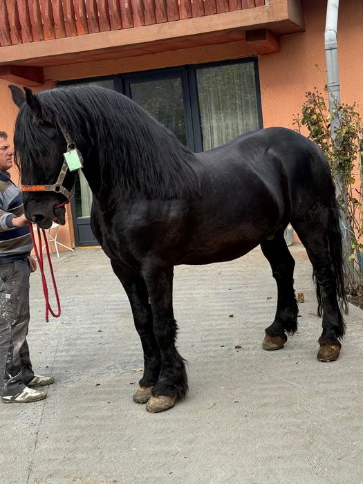 Vand armăsar in varsta de noua ani