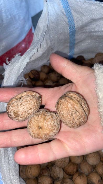 Жаңғақ,грецкие орех свежий