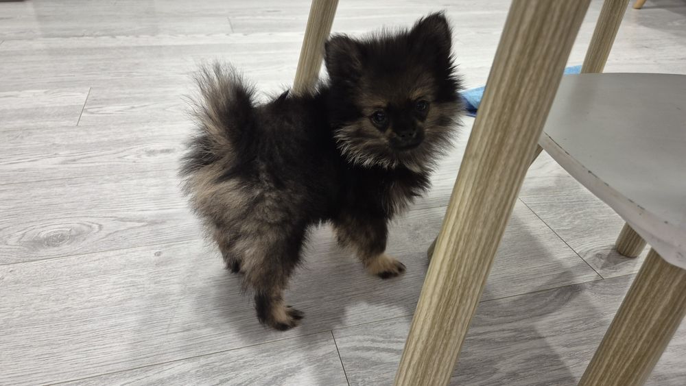 Спешно Померанче