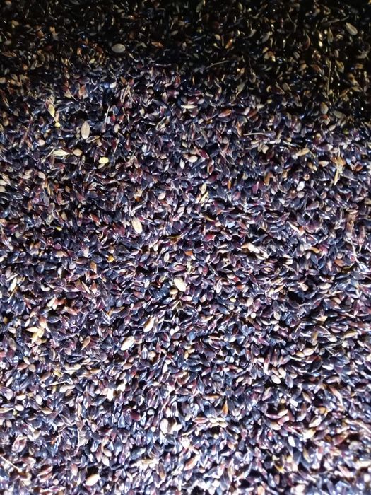 Продам отходы суданка крс мрс.