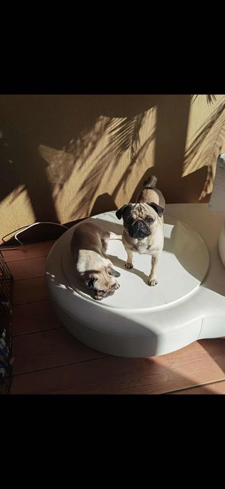 Мопсчета, мопсчета