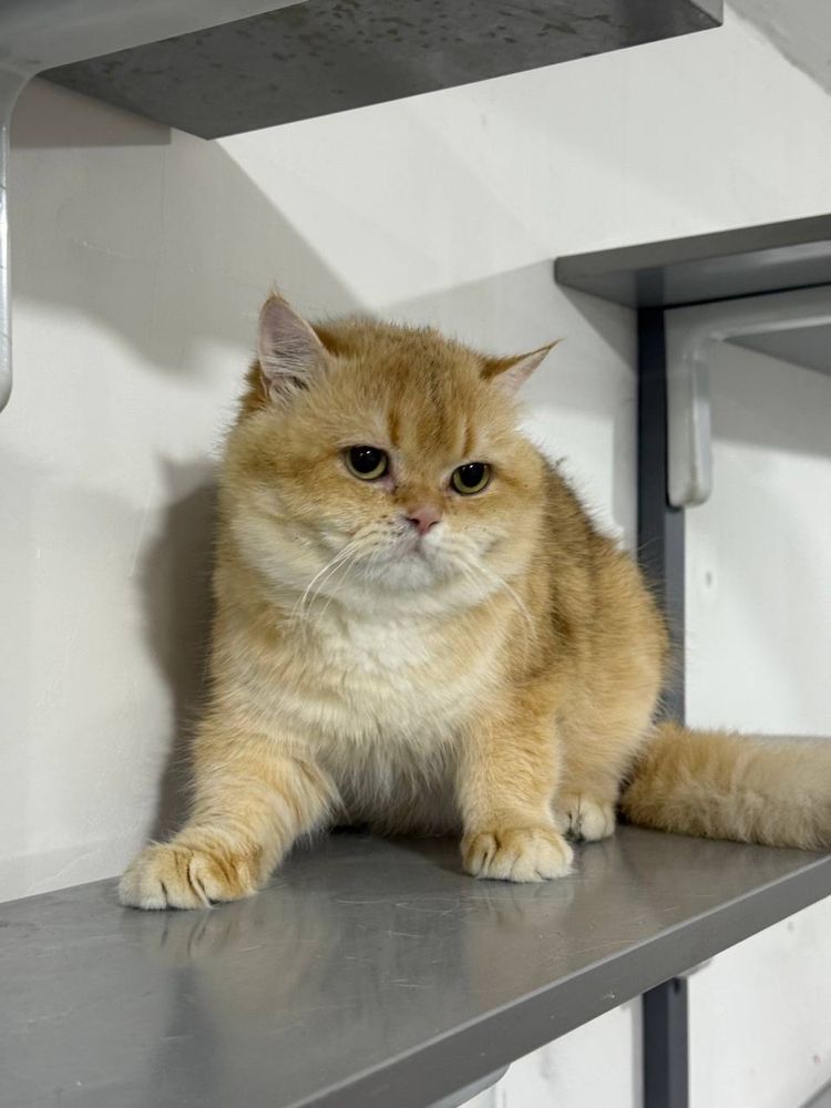 Золатой шиншила кот