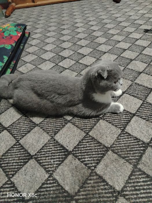 Mushuk britan shinshila