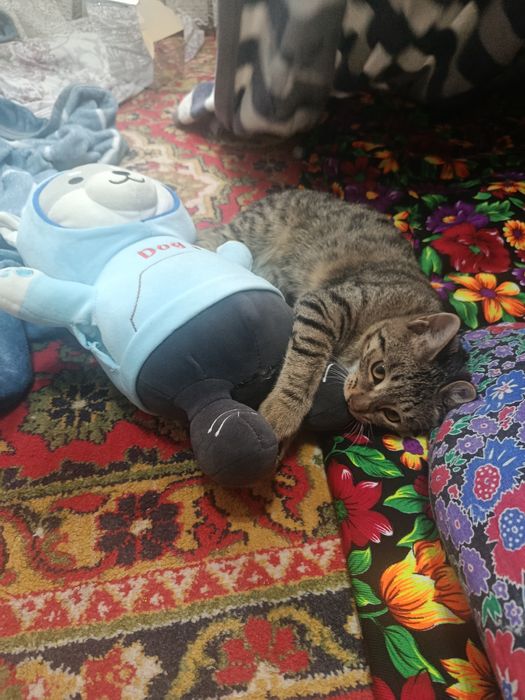 Muwuk juda aqilli kochib ketyabmiz wunga kkmas