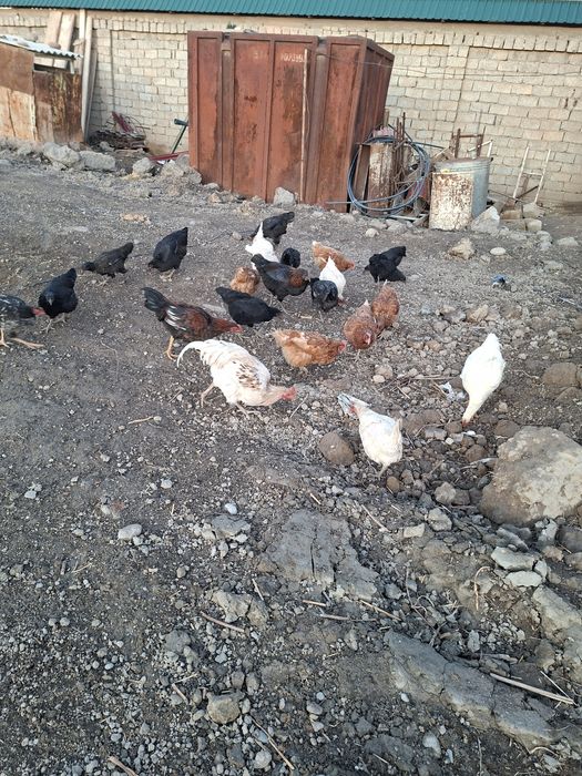 Товуклар_сотилади_23дона_100000 сумдан