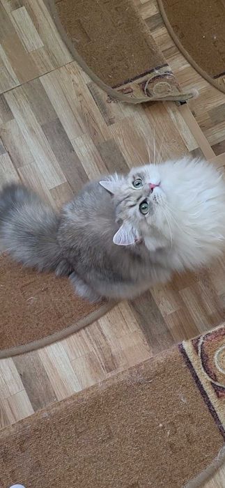 Fetita british longhair blue golden, pedigree, lipicioasa