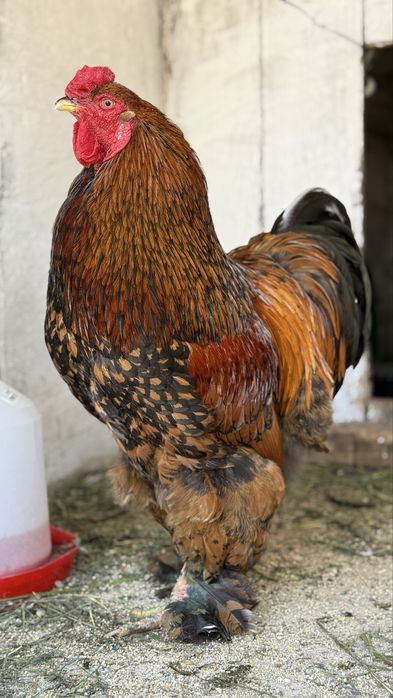 Familie brahma gold