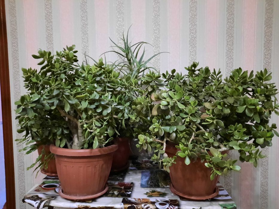 Продаются комнатные цветы Толстянка также известные как Денежные цветы