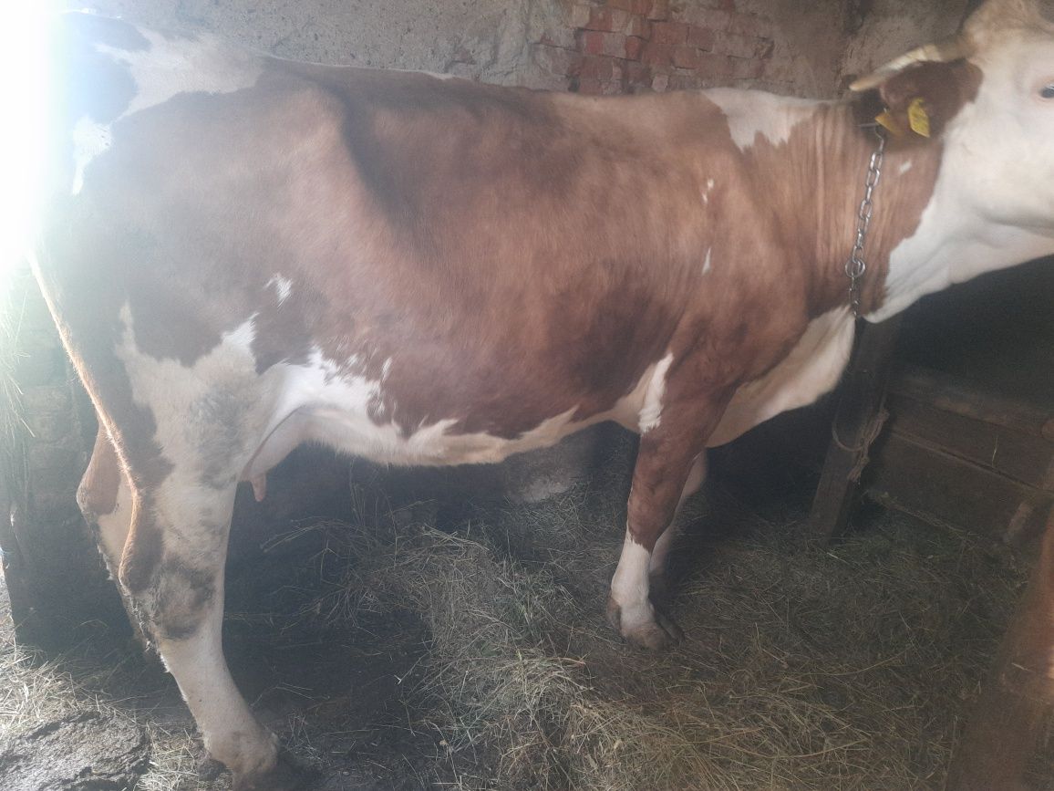 Vaca,      8 ani