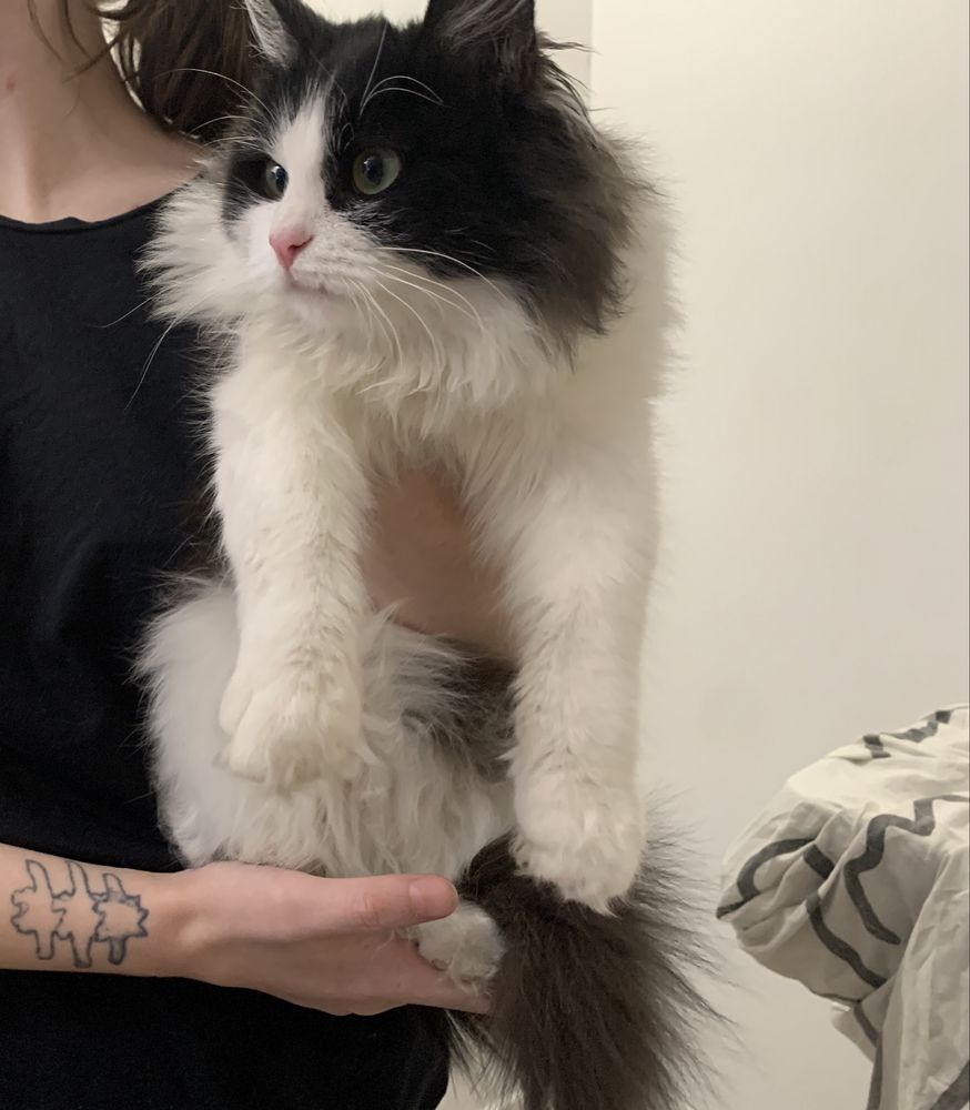 Кошка красавица ищет семью