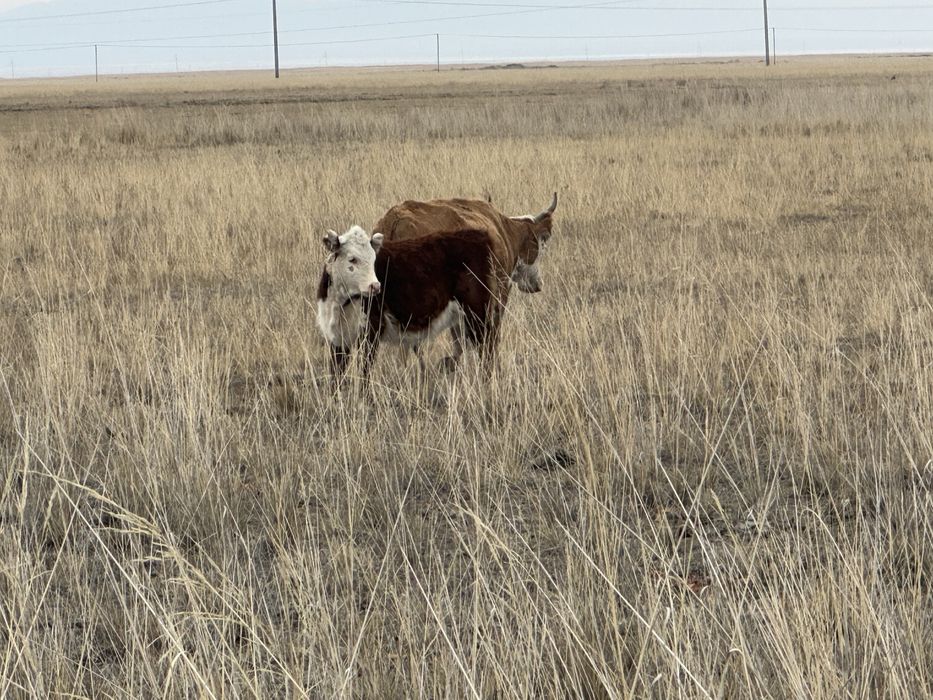 Ургашы акбаст бирге толатын малдар сатылады оптым енесимен ерип журген
