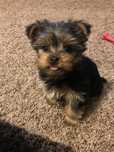 Yorkshire terrier talie mica