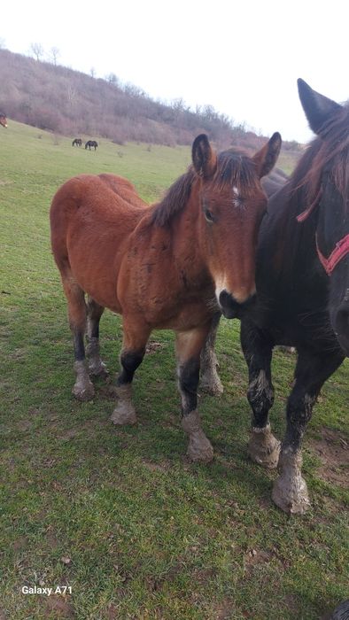 " Vând urgent 2 manzuții de 4 si 5 luni .mânzuta și mânz