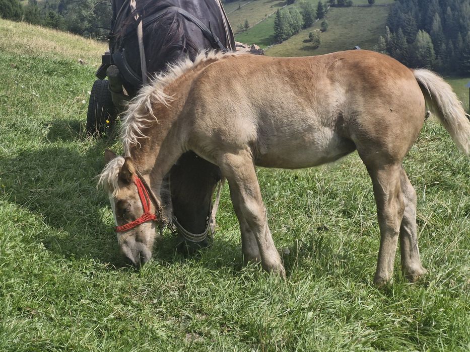 Mânză de vanzare