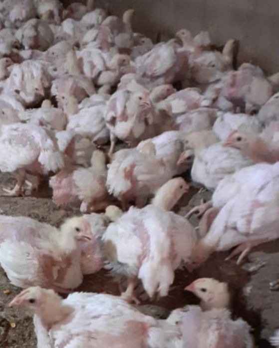 Продам бройлерных цыплят
