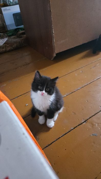 Котята ищут дом!)