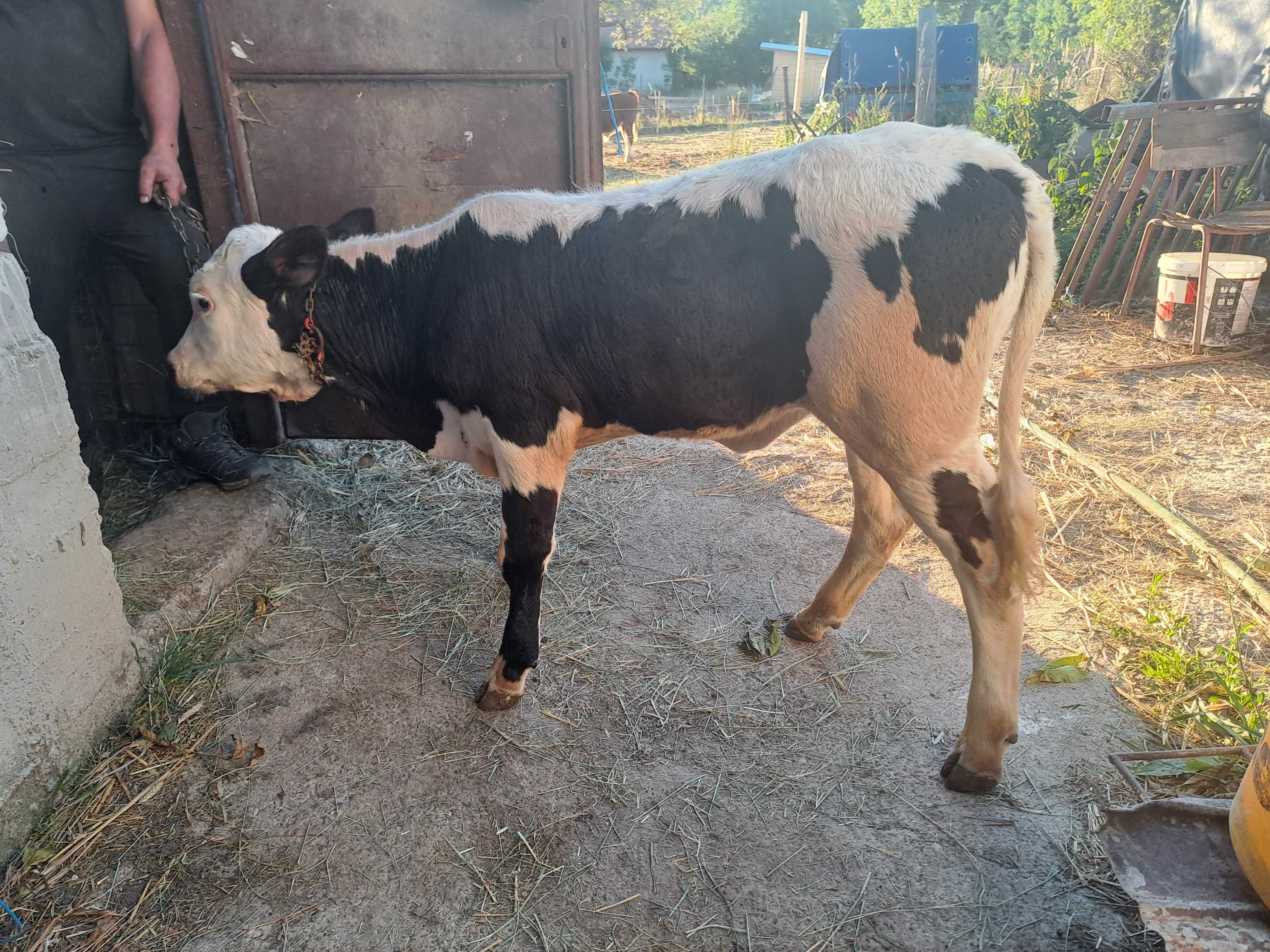 Vând 2 vițele de 2luni jumate