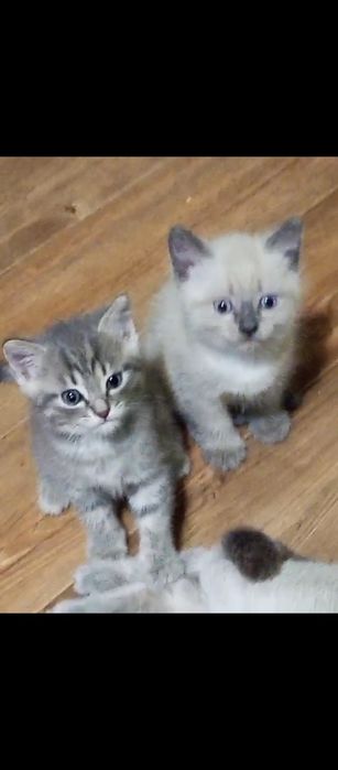 Котята 2 мальчика