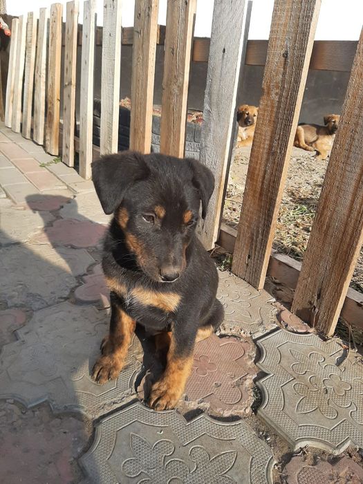 Щенки в добрые руки!Хорошие охранники!