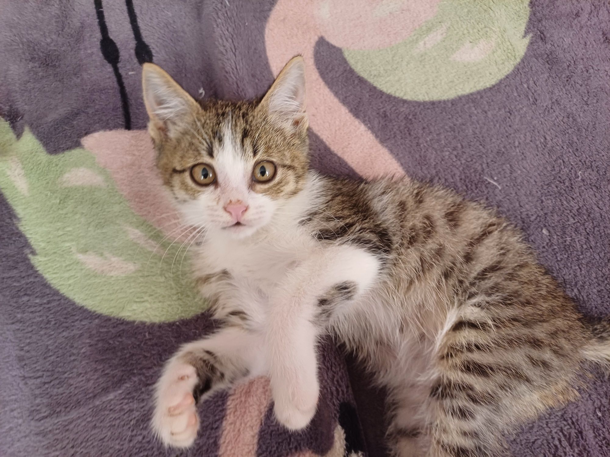Котёнок бесплатно
