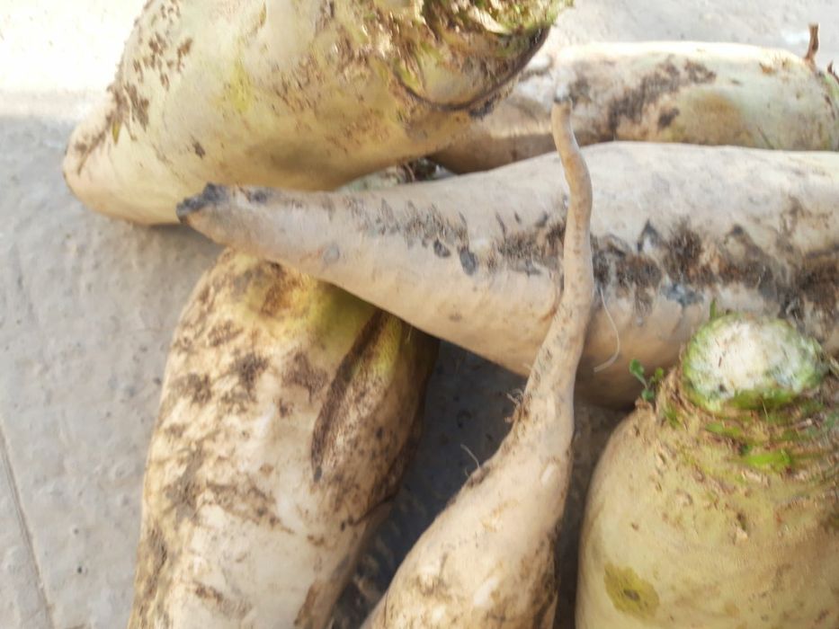 Кормавой лавлаги сотилади