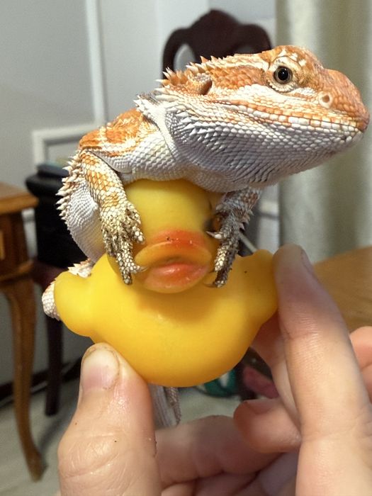 Бородатая агама