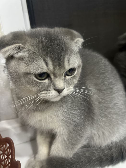 Sotuvda fold qizcha 1.5mln  Urganchda