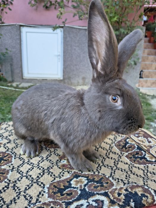 Mascul Pestriț German