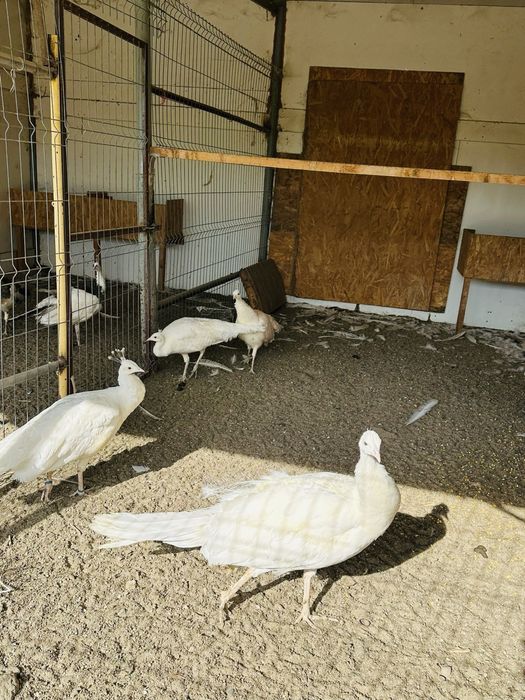 Famile de pauni albi de vanzare