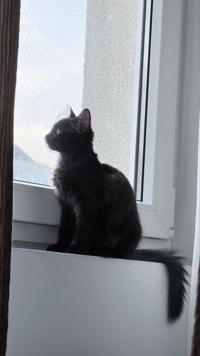 Ofer spre adoptie o pisicuta neagra adorabila