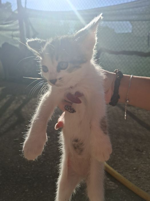 5 сладки котенца търсят нов любящ дом