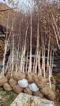 Copaci Ornamentali Artar Romanesc Mesteacan Betula